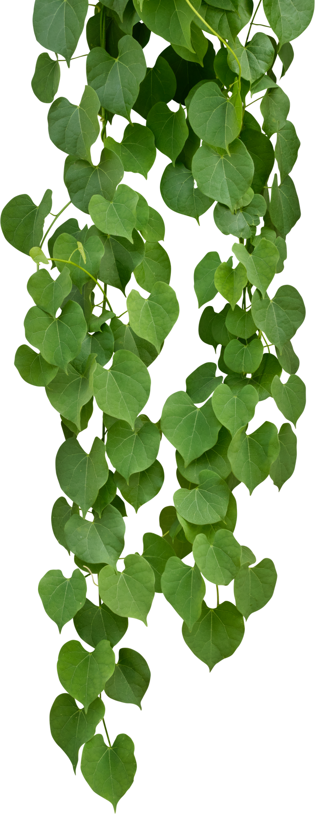 Vine Plant, Green Leaves